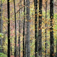 Appalachian Mountains, North Carolina